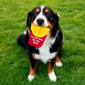 Petco Juguete de Vinilo Diseño Papas Fritas para Perro, Chico Petco Juguete de Vinilo Diseño Papas Fritas para Perro, Chico