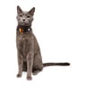 Youly Pride Collar con Broche Diseño Orgullo para Gato, Multicolor Youly Pride Collar con Broche Diseño Orgullo para Gato, Multicolor