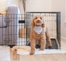 Carlson Jaula de Entrenamiento Plegable de Acero 1 Puerta con Doble Seguro para Perro, Mediano Carlson Jaula de Entrenamiento Plegable de Acero 1 Puerta con Doble Seguro para Perro, Mediano