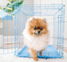 Carlson Jaula de Entrenamiento Plegable de Acero Azul 1 Puerta con Doble Seguro para Perro, Chico Carlson Jaula de Entrenamiento Plegable de Acero Azul 1 Puerta con Doble Seguro para Perro, Chico