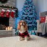 Merry Makings Holiday Chamarra Patrón a Cuadros Negros y Rojos para Perro, Mediano Merry Makings Holiday Chamarra Patrón a Cuadros Negros y Rojos para Perro, Mediano