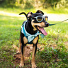 Pose Pets Navigator Lentes con Protección UV Tipo Wayfarer Color Azul para Perro, Grande Pose Pets Navigator Lentes con Protección UV Tipo Wayfarer Color Azul para Perro, Grande