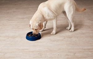 Harmony Tazón Color Azul para Alimentación Lenta para Perro, Grande