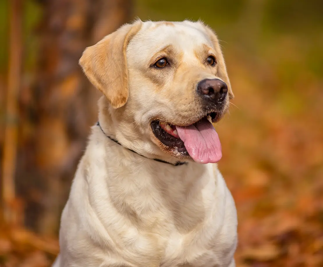Labrador Ra Labrador Retriever | Petco Mexico