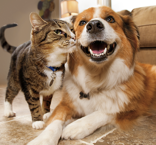 Services from Head to Tail