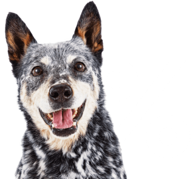 promos petco