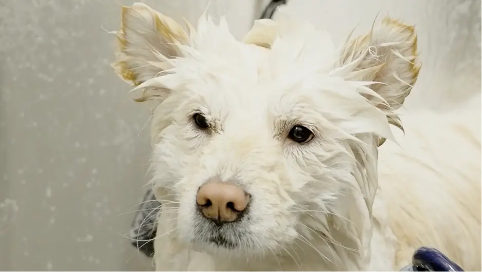 Perrito feliz después del baño