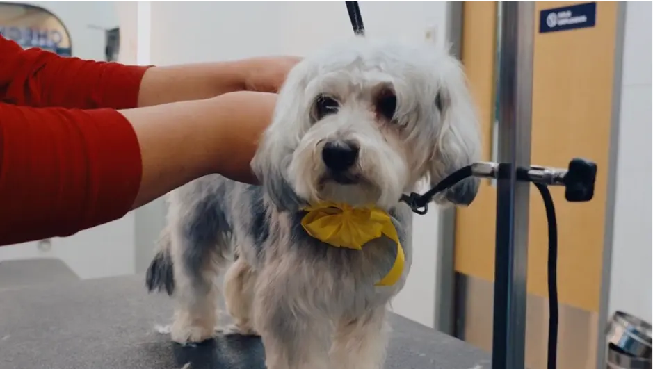 Proceso de grooming